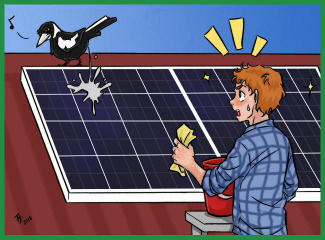 Solar Panel Bird Proofing Ozzie Pest Control