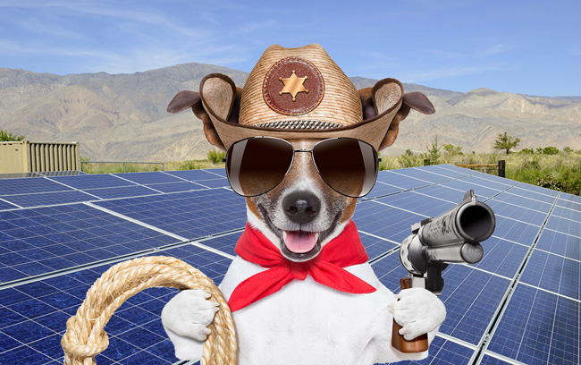 a texan dog with solar panels