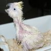 Donald Trump or baby sulphur-crested cockatoo? You decide!