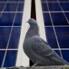 Stopping pigeons getting under solar panels