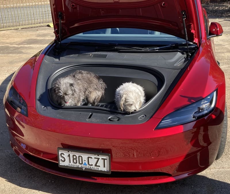 Two little dogs in a Model 3 frunk.