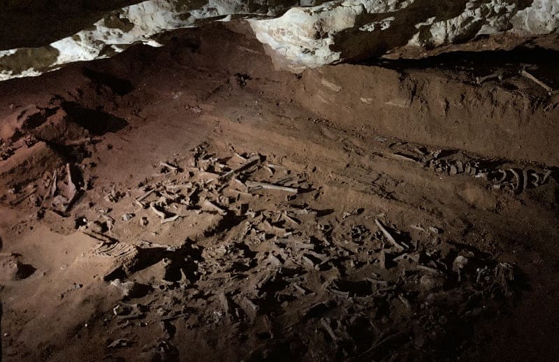 Fossil bones in Naracoorte Caves.
